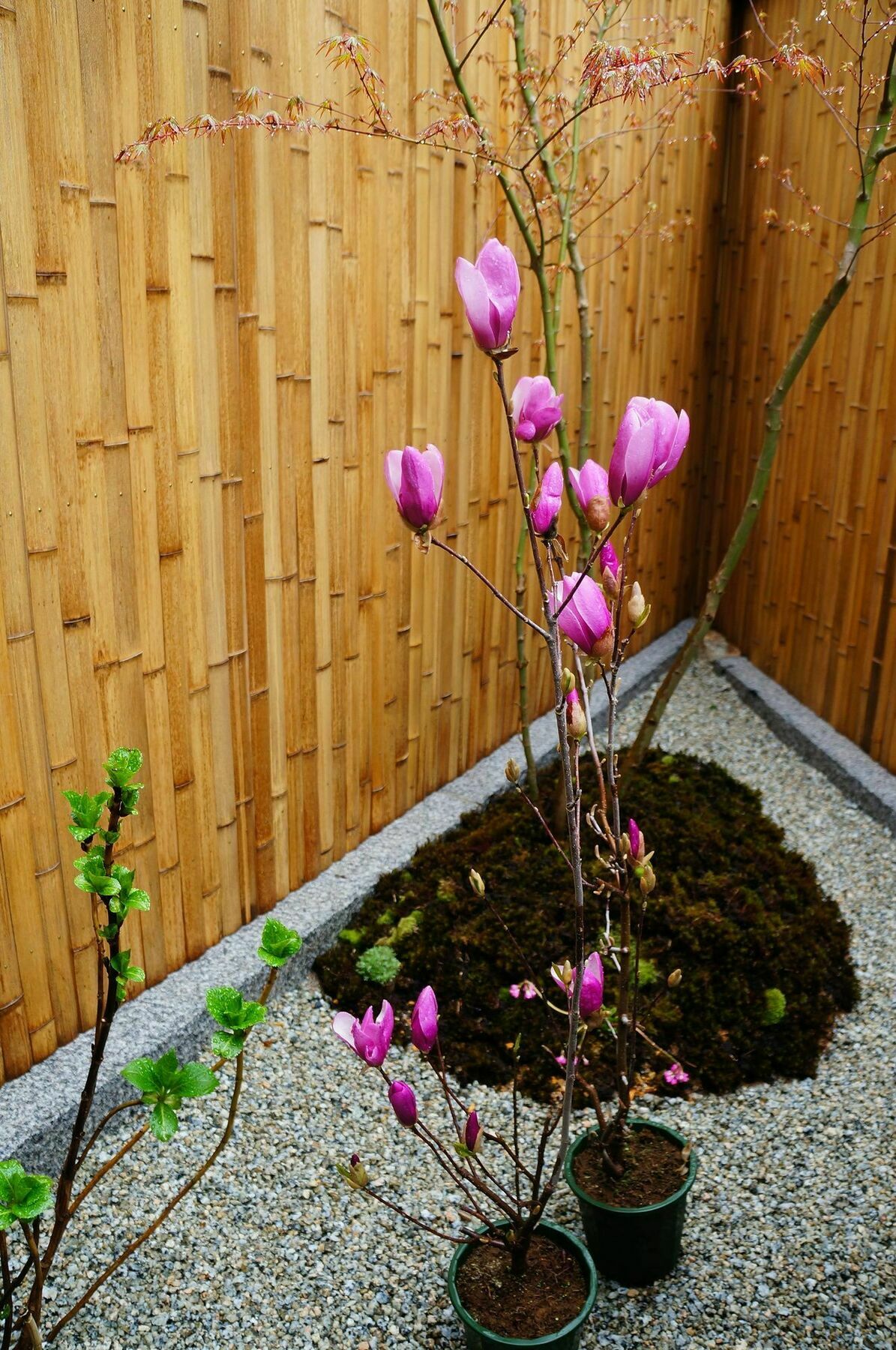 Mulan Hostel Kyōto Exterior foto